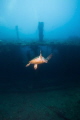 Hawksbill Turtle Swims in front of U.S.A.T Liberty Wreck