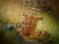 commensal shrimp
