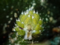 Sheep Nudibranch