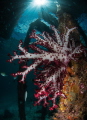 Underneath the Arborek Jetty