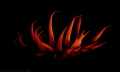 Fire anemone. Punta Parra, Chile