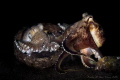 2 coconut octopus were fighting for a home when the stronger one attempt to chase the already comfortable octopus out of the coconut husk.