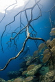 ''Hanging'' , shot on breath hold in Barracuda Lake using a Nikon D300 . Freediver : Monica Ganame