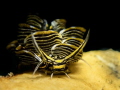 Nudibranch : Cyerce nigra.