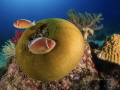 (Amphiprion perideraion) Cabilao,Filippine. 
Sony RX100,Recsea housing
Fisheye Fix UWL-04 
Flash 2X Inon S2000