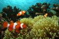 Clown Fish