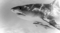 Beautiful 12ft female tiger shark. Cautious and curious.