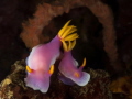 Hypselodoris apolegma, Shoot in Bangka,north Sulawesi,Indonesia i use Sony RX100 in Recsea housing+Inon UCL100 Macro lens and 2XInon S2000 strobe.