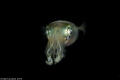One of the little-known squid facts is that they have three hearts. This is because their bodies are very complex. Their two smaller hearts serve their gills, while the larger one pumps blood to the rest of their bodies