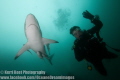 A perfect picture highlighting the benign nature of sharks. The diver wasn't even aware that he wasn't the center of attraction in the shot, until the shark swam in between us.