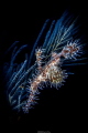 Blend
Location :Tulamben Indonesias
Canon 5dsr
Canon EF 100mm f/2.8 L Macro IS USM Lens: F18, 1/250, ISO 400
SEA &SEA MDX-5D Mark III ver.2
SEACAM SEAFLASH 150 DIGITAL
RETRA LSD
Rgblue system 02 premium