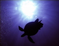 Turtle silhouette, with the sun and bubbles. Natural lighting. Taken in the Red Sea, Egypt.