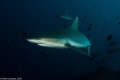 Still my favorite animal the Shark!