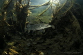 pike