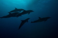 Dolphins
