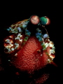 Peacock Mantis Shrimp with Eggs