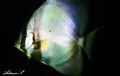 Batfish