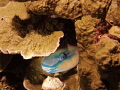 Sleeping Parrotfish