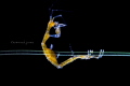 Caprella sp.