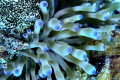 anemonie