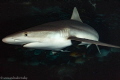 This shot was taken with 35mm wide angle on the Great Barrier Reef. It was a night dive and the shark approached during a hunt. ISO4000 1/200 f20.