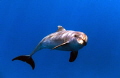 After a dive, on the way back to the live-aboard I was on, we saw a pod of dolphins. Upon diving in from the rib, I was greeted by this smiling fellow :)
