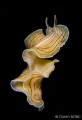 David Borg - Prostheceraeus vittatus