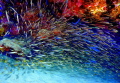 fuegos artificiales