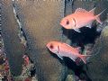 soldierfish in Bonaire.