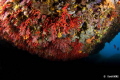David Borg -Corallium rubrum