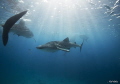 Whale sharks of the Philippines
