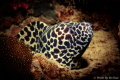 Honey comb moray eul from sulug island

ID gymnothorax favagineus
Shutter 200   ISO100   F9
 x2seasea03 meikon housing canonT4I
Tungku abdul rahman park sulug island sabah malaysia