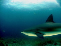 Caribbean reef Shark, taken at Jardines del la reina - Cuba.