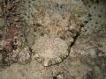 photo by night of a crocodile-fish (thysanophrys arenicola); I like especially the eyebrows of that fish.