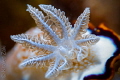 Nudibranch super macro