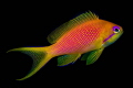 Lyretall Anthias