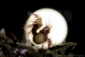 Moon Rider