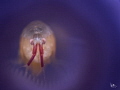 Tiny chilli
