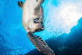 Sea turtle near Bunaken Island