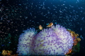 A pair of anemone fish with anemone surrounded by glass fish