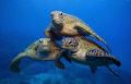 Turtle Pyramid. 3 Green Turtles on the Great Barrier Reef.