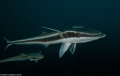 Had this Remora follow me around for the whole dive
