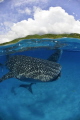 Whale sharks in the Philippines at Donsol.