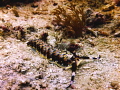 Can anyone name this little fellow? I don't see naked gills and I have never seen a flatworm with horns... Taken in the Komodo Islands
