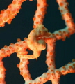 Pregnant denis pygmy seahorse...and utter elegance