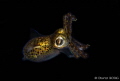 Sepiola atlantica