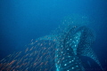 Whale shark being followed by a shoal of red fish avoiding being eaten. A large shoal of these fish were sheltering beneath our boat to escape from the whale shark. Honda Bay, Palawan.