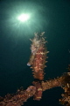 Thorny Sea Horse in Dauin, Negros Oriental, Philippines.