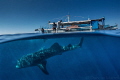 I've been trying to get some good over/under photos of the whale sharks in Honda Bay, Palawan for a long time, and have managed quite a few in this last year. I've been going on this boat since the first trip nearly ten years ago.