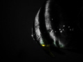 Flash in the darkness